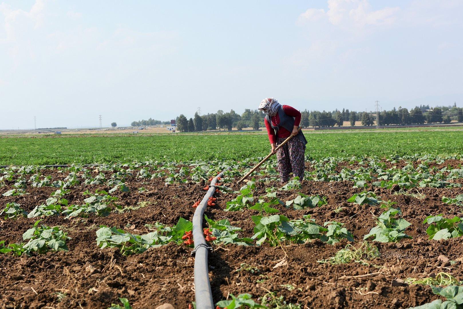 المرحلة الثانية المتمثلة في تحسين كفاءة استخدام المياه في الزراعة.